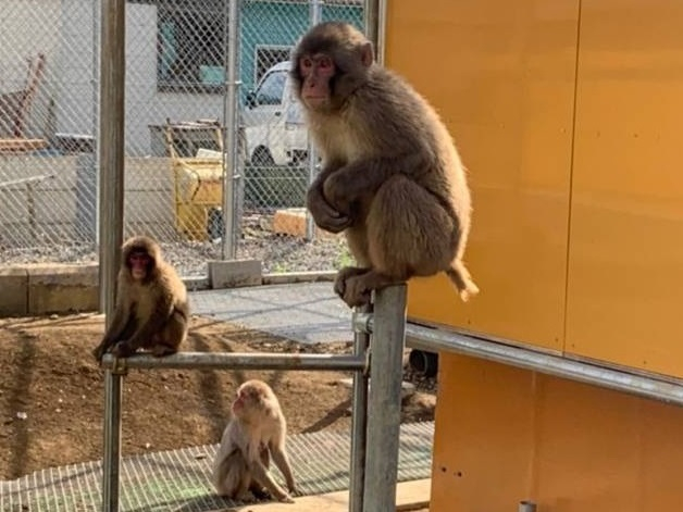 10.30高宕山自然動物園